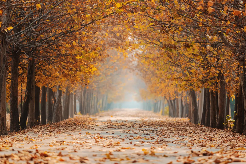 今日寒露，附藏在校園里的秋日果實(shí)